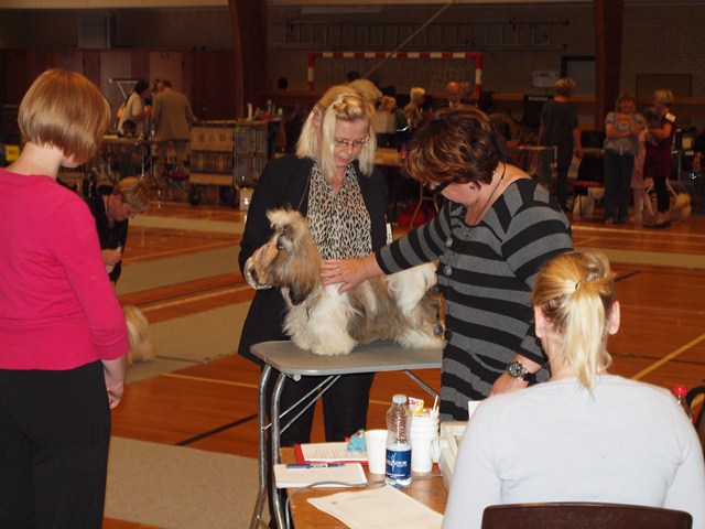 Shih Tzu Danmark